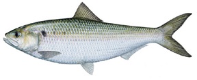Shad, a fish native to the James River in VA.