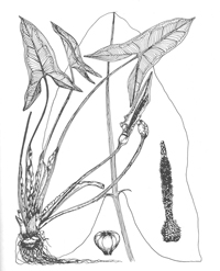 Drawing of Arrow anum or tuckahoe plant with illustrations of spathe, spadis, and seeds, which would turn blackish.