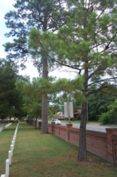 Seven pines at the Seven Pines National Cemetery.