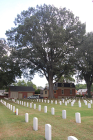 Oak tree at the Seven Pines National Cemetery.