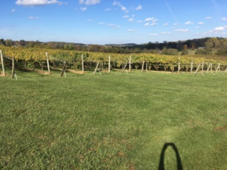 The 58-acre Horton vineyard as viewed from the south side.