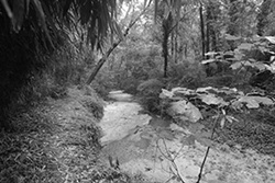 Creek through Cheswick Park.