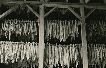 Hanging Tobacco.