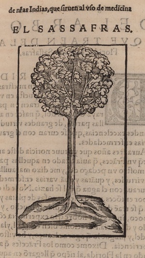 Monardas Sassafras.